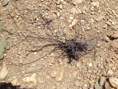 Muehlenbeckia ephedroides