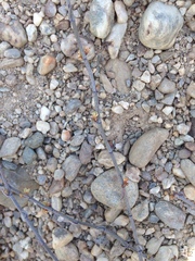 Muehlenbeckia ephedroides