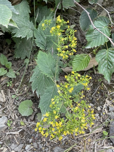 Patrinia gibbosa iNat (3)