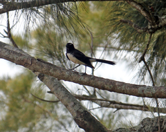Rhipidura leucophrys
