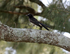 Rhipidura leucophrys