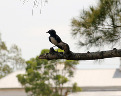 Rhipidura leucophrys