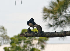 Rhipidura leucophrys