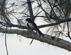 Rhipidura leucophrys