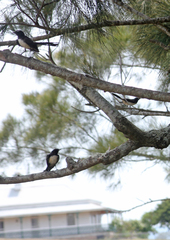 Rhipidura leucophrys