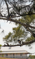 Rhipidura leucophrys