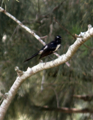 Rhipidura leucophrys