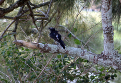 Rhipidura leucophrys