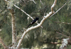 Rhipidura leucophrys