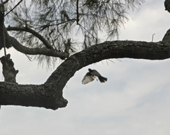 Rhipidura leucophrys