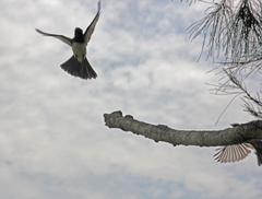 Rhipidura leucophrys