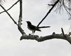 Rhipidura leucophrys