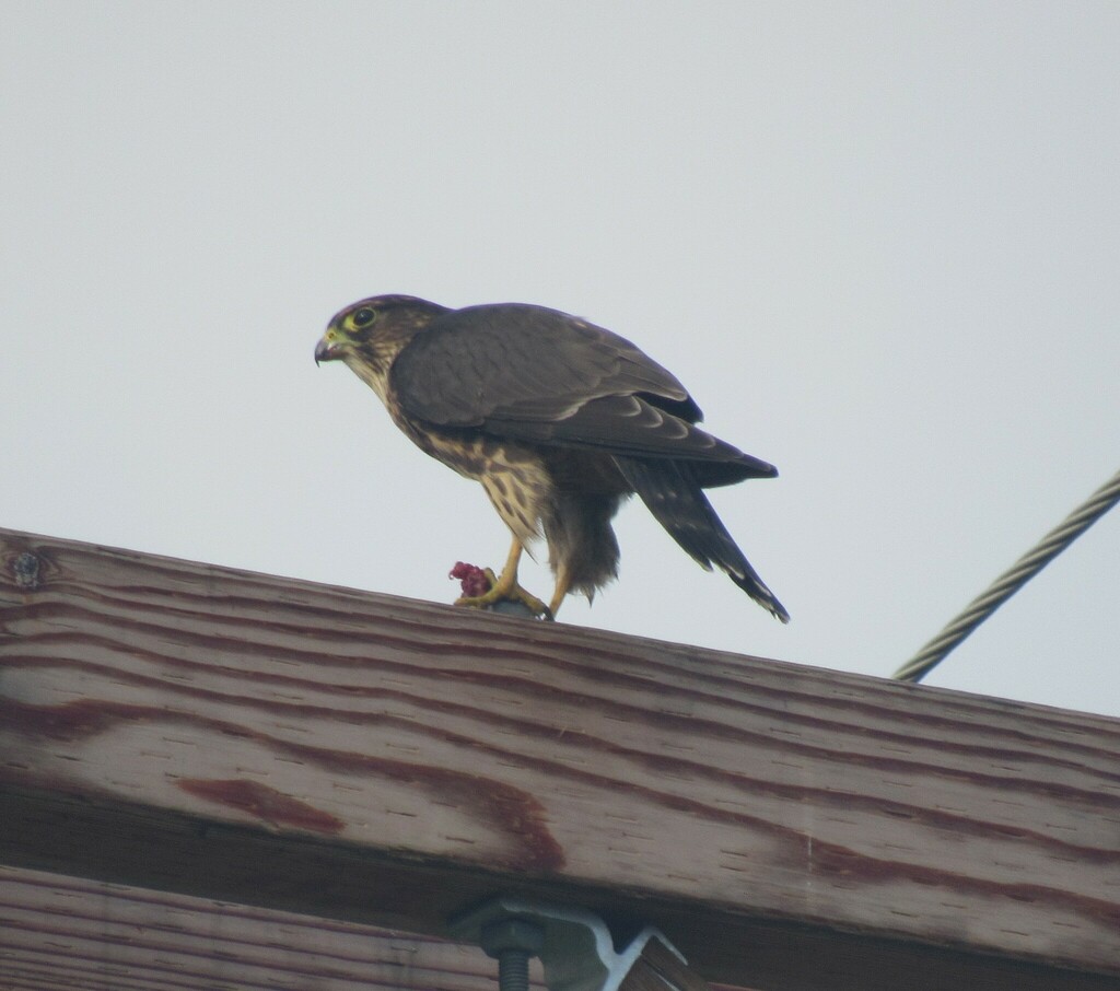 Merlin from sheldon vt usa on august 5 2023 at 07 57 am by the