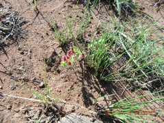 Acalypha glandulifolia