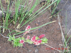 Acalypha glandulifolia