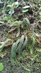 Pyrrosia linearifolia