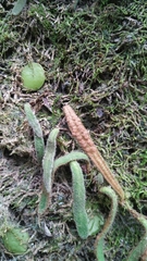 Pyrrosia linearifolia