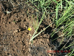 Hypoxis argentea