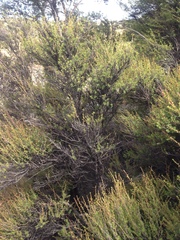 Kunzea serotina