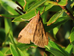 Uresiphita maorialis