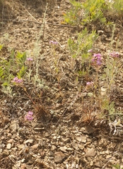 Dianthus pseudarmeria