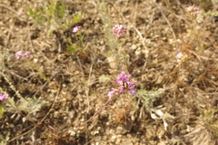 Dianthus pseudarmeria