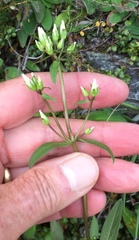 Gentianella tenuifolia