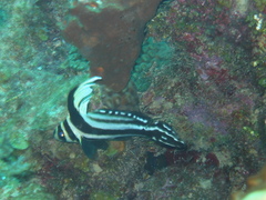 Eques punctatus