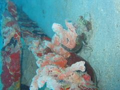 Hippocampus reidi