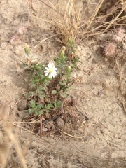 Vittadinia australis