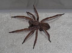 Mituliodon tarantulinus