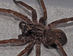 Mituliodon tarantulinus