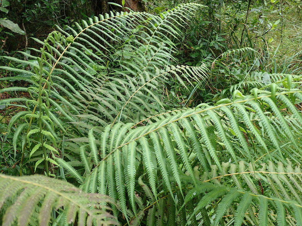 Bergius's Wood Fern