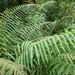 Bergius's Wood Fern - Photo no rights reserved, uploaded by Di Turner