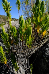Agathosma insignis