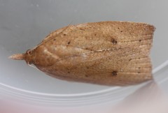 Planotortrix
