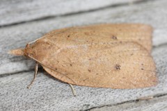 Planotortrix