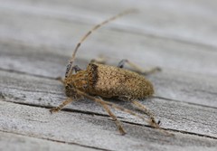 Polyacanthia flavipes