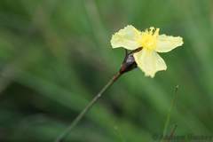 Xyris capensis