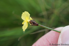 Xyris capensis