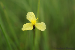 Xyris capensis