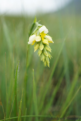 Schizochilus flexuosus