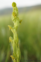 Habenaria laevigata