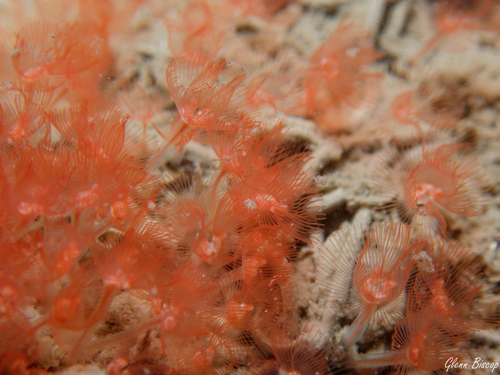 Sand horseshoe worm, Zeelandbrug, Zierikzee, Netherlands, photo 9 of 10
