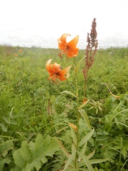 Lilium debile