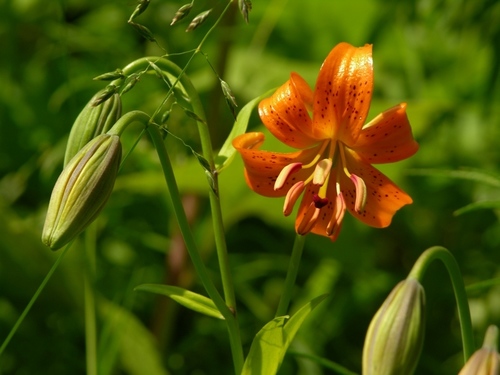 Slender lily