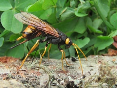 Urocerus gigas