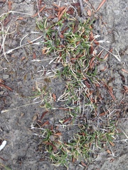 Poa maniototo