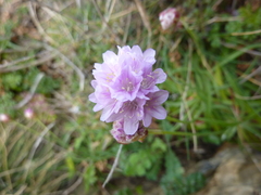 Armeria ruscinonensis