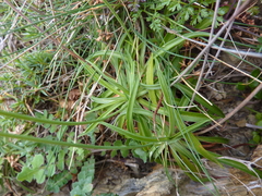 Armeria ruscinonensis